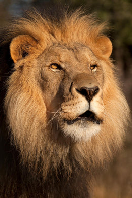 Lion At Sunset By  Jimmy'Z Giclee Canvas