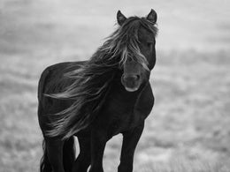 Iclandic Mare By Carol Walker Giclee Canvas