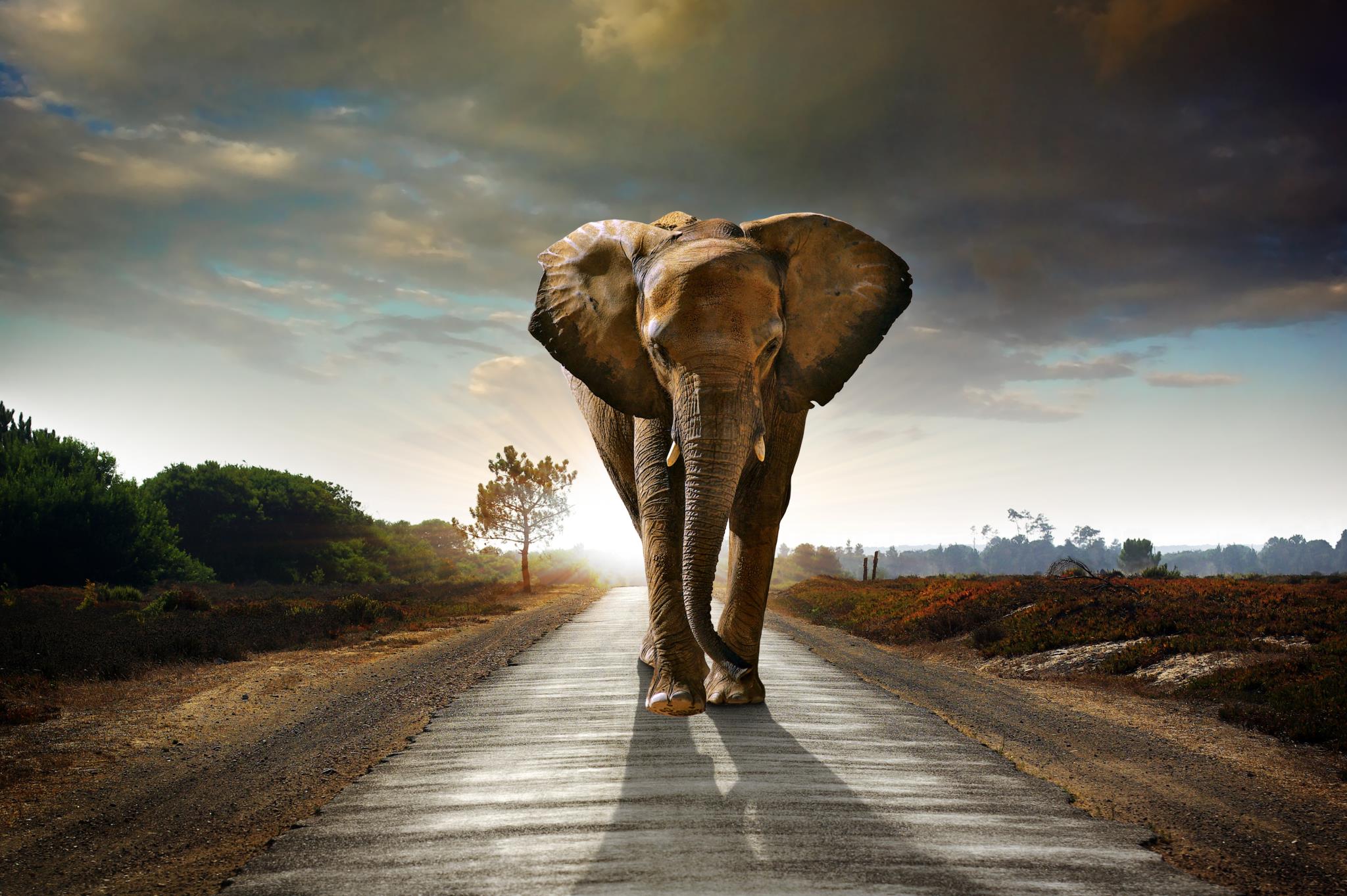 Marching Elephant Giclee Canvas