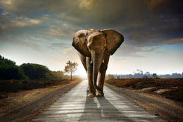 Marching Elephant Giclee Canvas