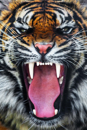 Angry Tiger Giclee Canvas