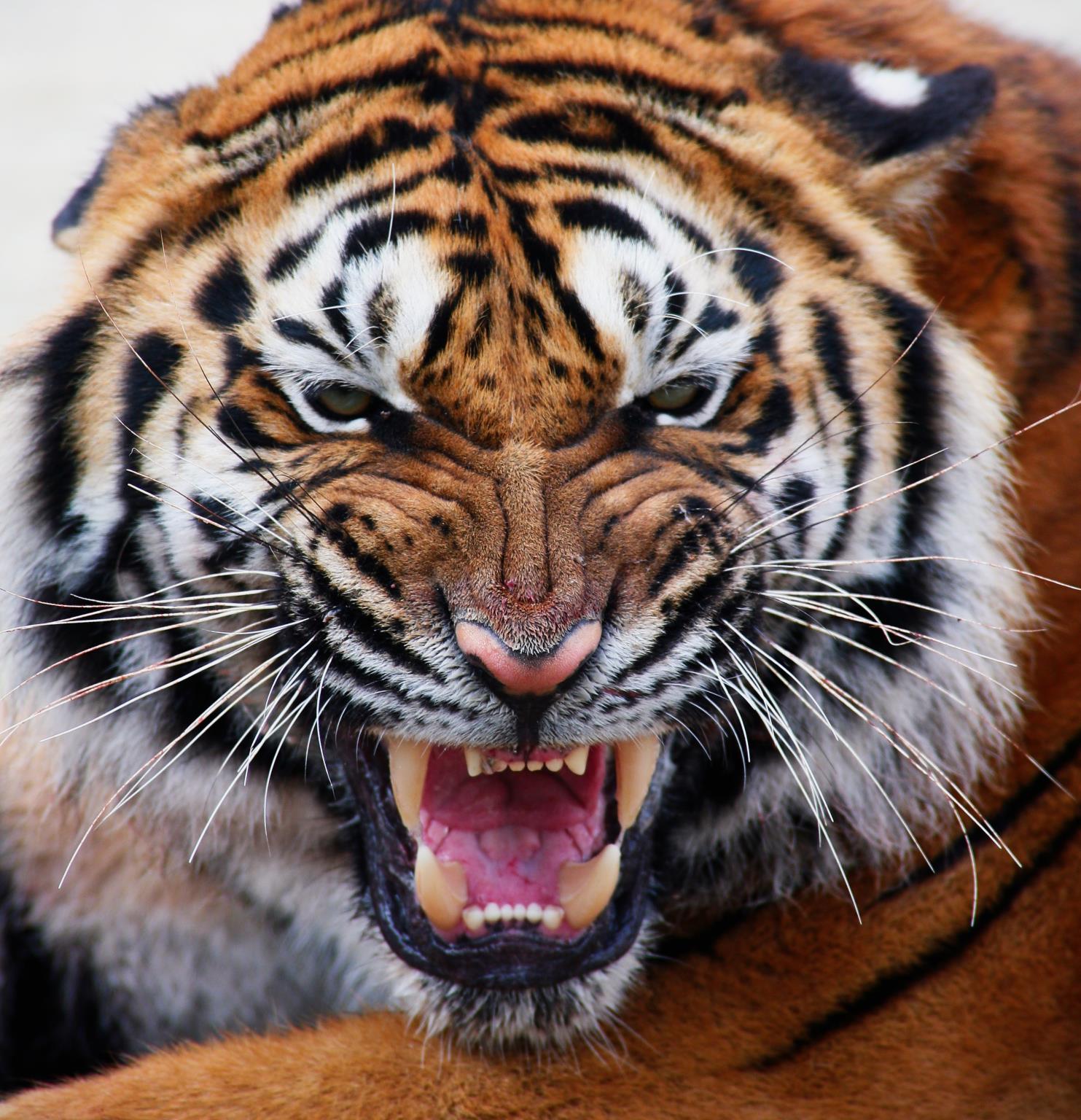 Mean Tiger Giclee Canvas