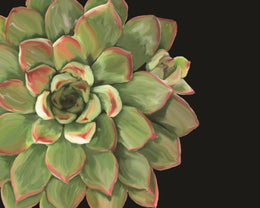 Succulent Elegans Ii By Jg Studios Giclee Canvas