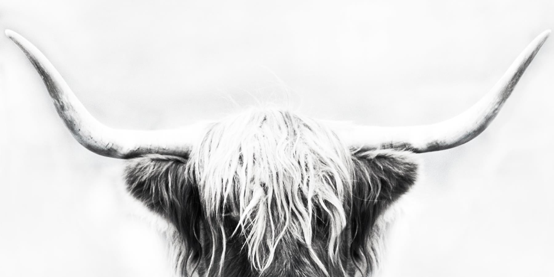 Longhorn By Danita Delimont Giclee Canvas