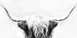 Longhorn By Danita Delimont Giclee Canvas