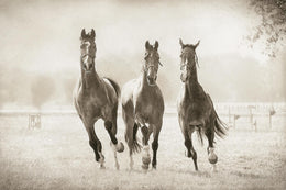The Young Ones By Lars Van De Goor Giclee Canvas