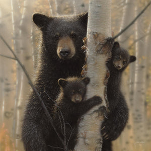 Black Bear By Collin Bogle Giclee Canvas