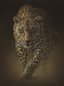 Leopard By Collin Bogle Giclee Canvas