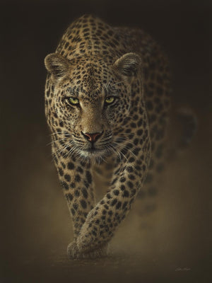 Leopard By Collin Bogle Giclee Canvas
