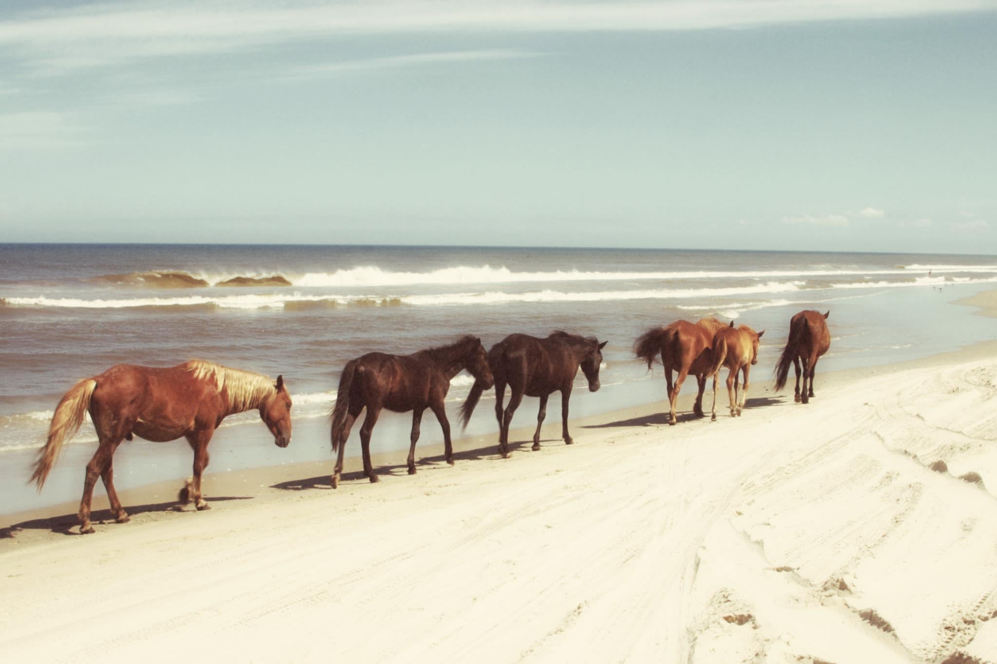 Horses On The Beach By Kathy Mansfield Giclee Canvas