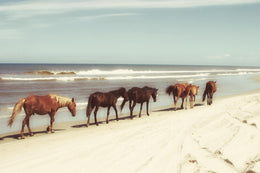 Horses On The Beach By Kathy Mansfield Giclee Canvas