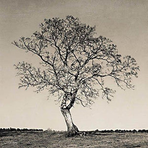 Early Spring Silhouette 1 By Jennifer Rigsby Giclee Canvas