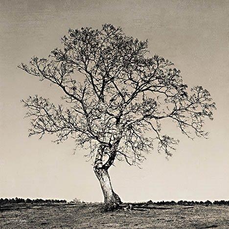 Early Spring Silhouette 1 By Jennifer Rigsby Giclee Canvas