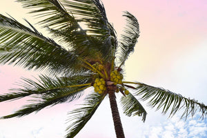 Palm Breeze  By Natalie Carpentieri Giclee Canvas