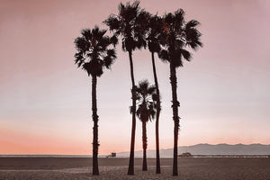 Santa Monica Pinks By Natalie Carpentieri Giclee Canvas