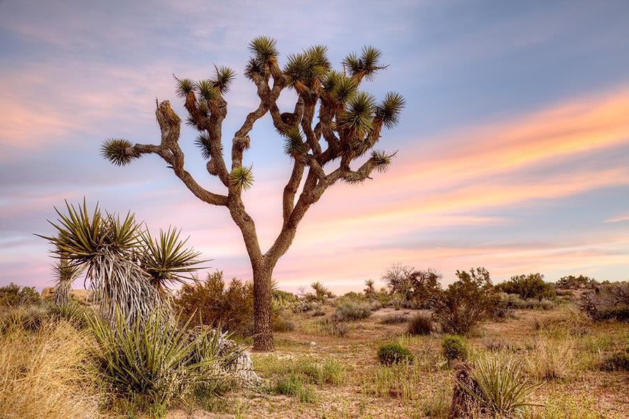 Joshua Tree Sunrise By Danita Delimont Giclee Canvas