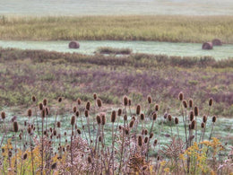 Roadside Beauty By Lori Deiter Giclee Canvas