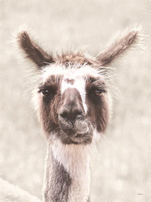 Quizzical Alpaca By Lori Deiter Giclee Canvas
