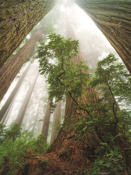 Cathedral Of Nature By Martin Podt Photography Giclee Canvas
