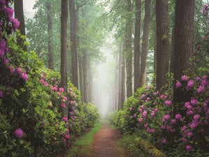 Pop Of Pink By Martin Podt Photography Giclee Canvas