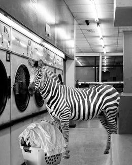 Safari Laundromat Zebra Giclee Canvas