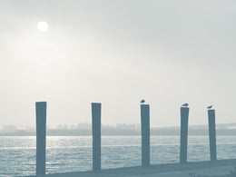 Pelicans By Gail Peck Giclee Canvas