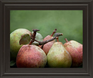 Comice Pear Ii By Rachel Perry 22X26 Framed Print