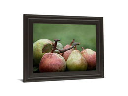Comice Pear Ii By Rachel Perry 22X26 Framed Print