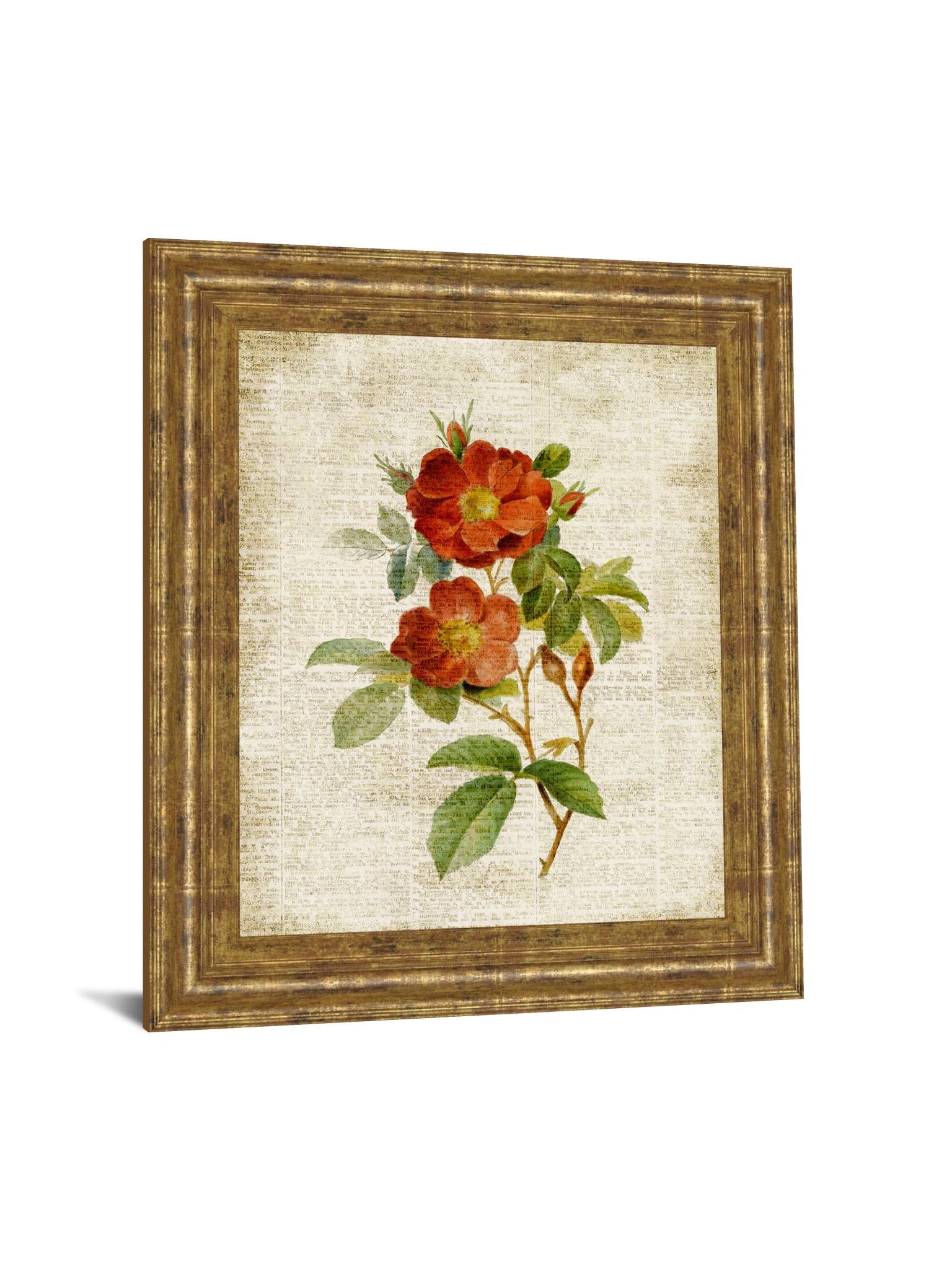Roses On Newsprint Ii By Lanie Loreth 22X26 Framed Print