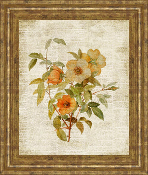 Roses On Newsprint I  By Lanie Loreth 22X26 Framed Print