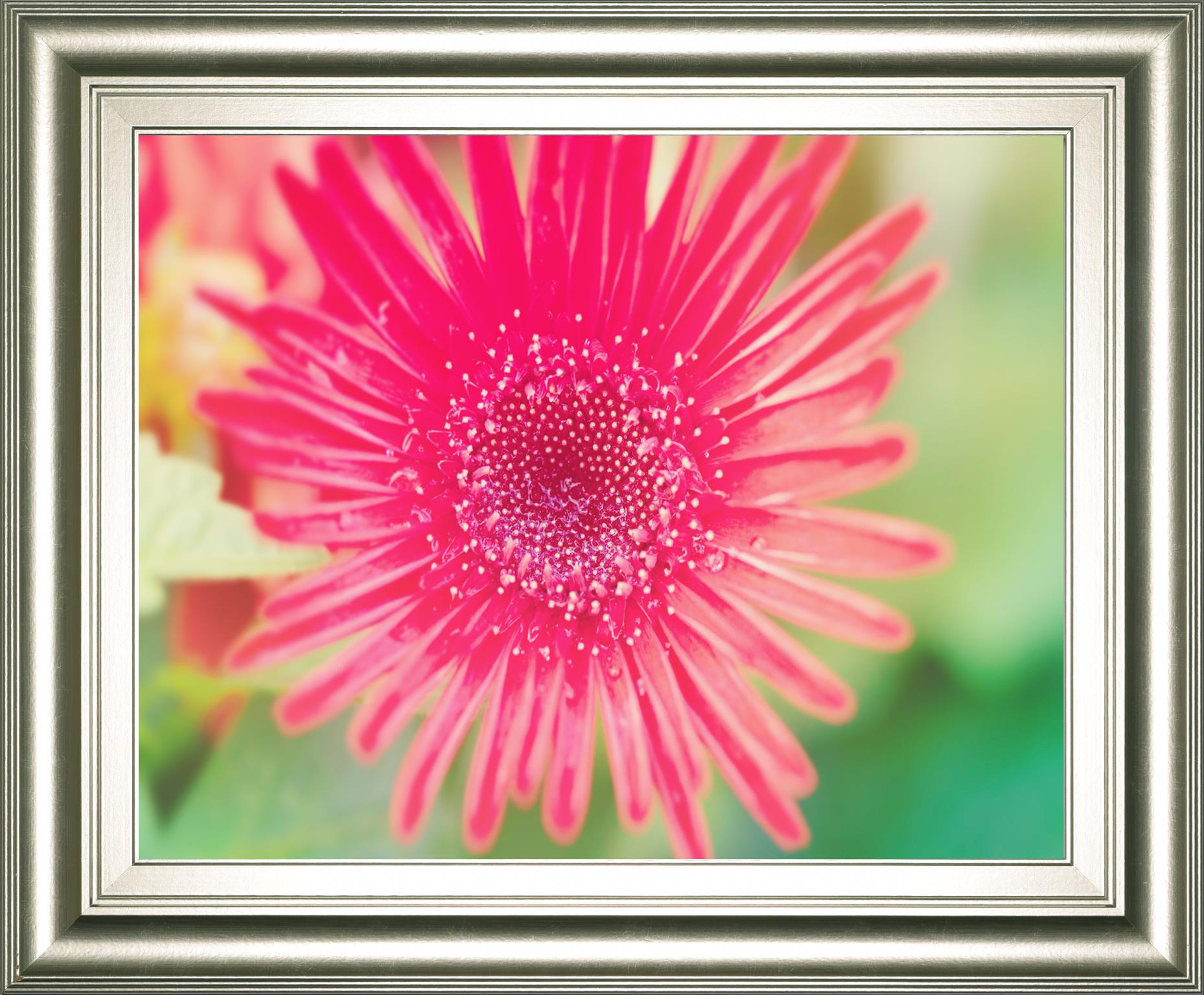 Pink Gerbera By Susan Bryant 22X26 Framed Print