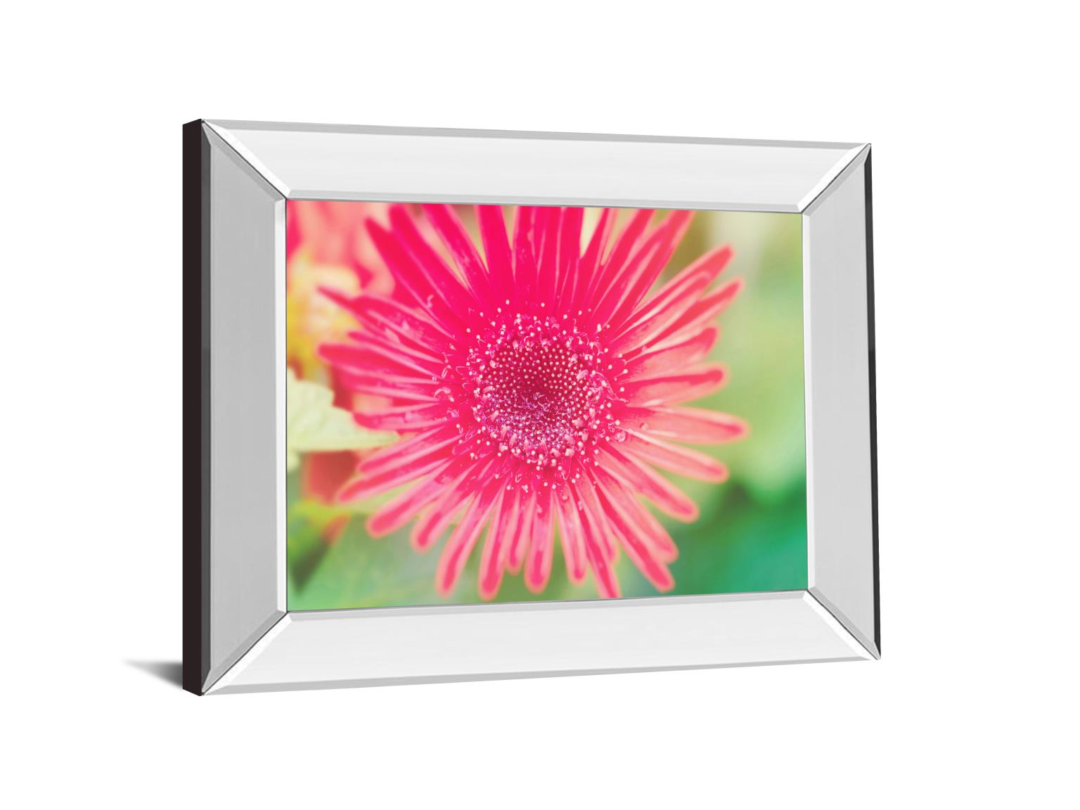 Mirrored Frame Pink Gerbera By Susan Bryant 22X26 Mirror Frame Print