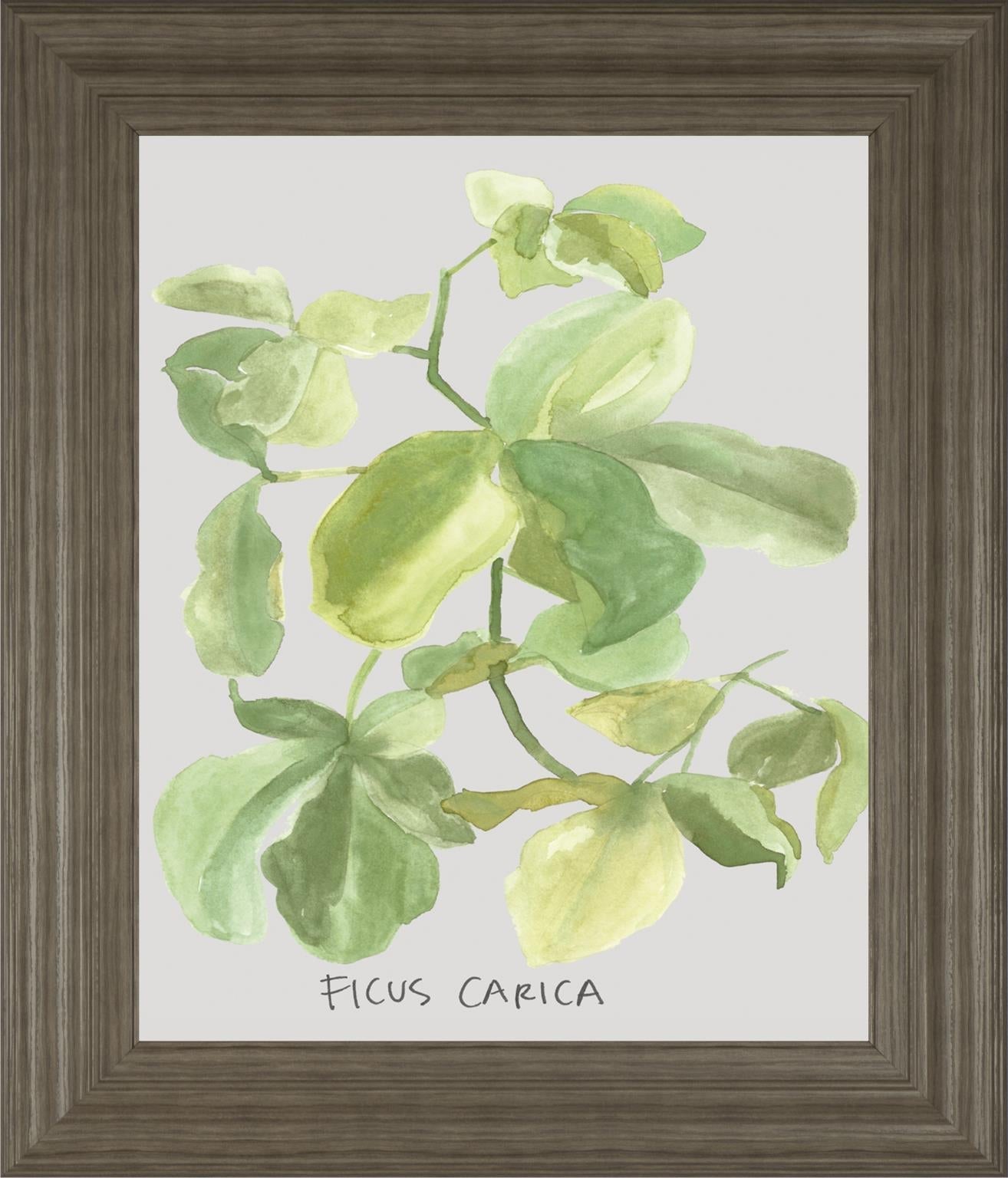 Ficus Carica By Katrien Soeffers 22X26 Framed Print