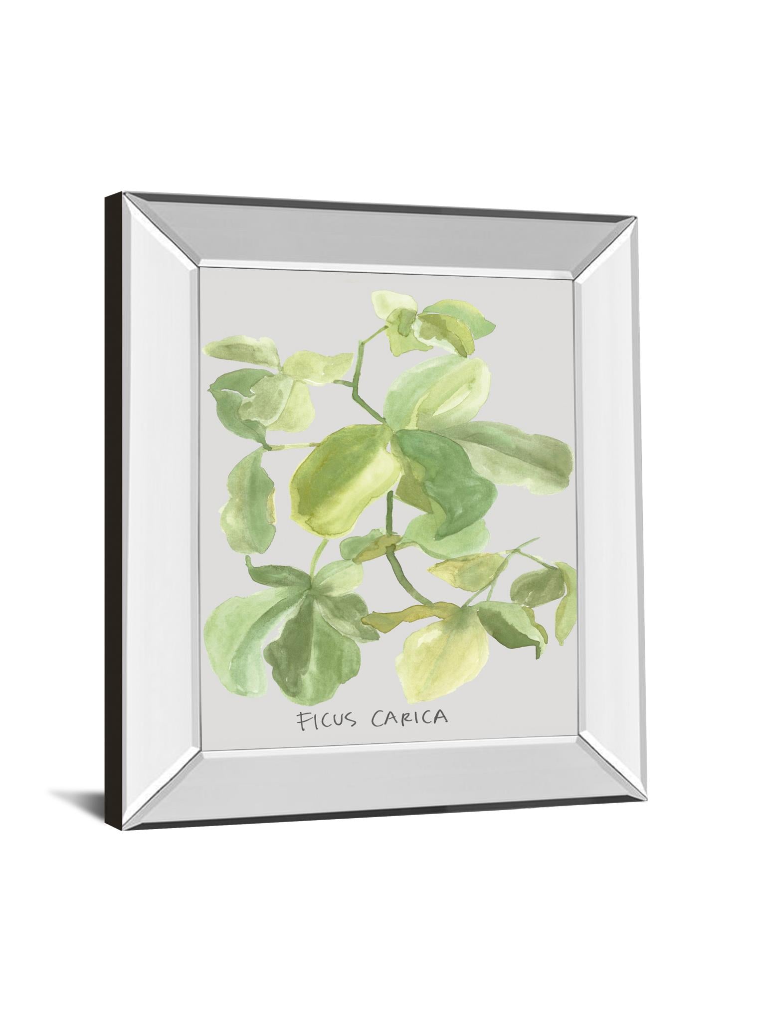 Mirrored Frame Ficus Carica By Katrien Soeffers 22X26 Mirror Frame Print