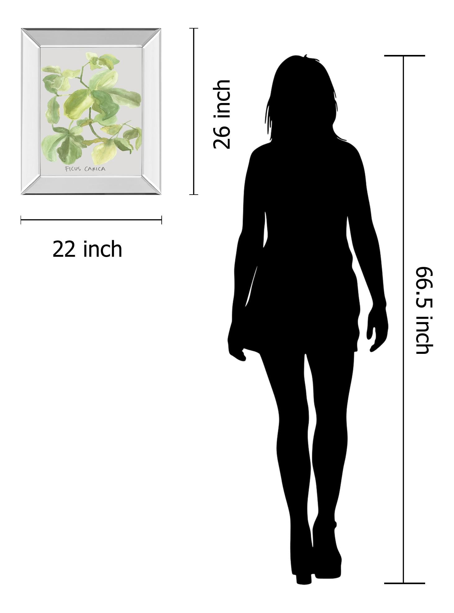 Mirrored Frame Ficus Carica By Katrien Soeffers 22X26 Mirror Frame Print