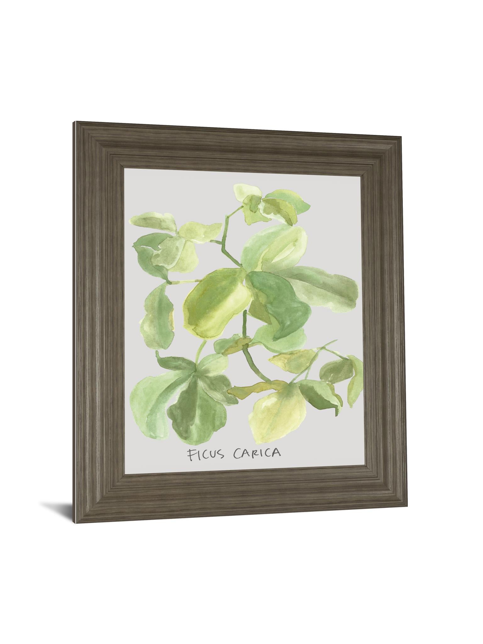 Ficus Carica By Katrien Soeffers 22X26 Framed Print