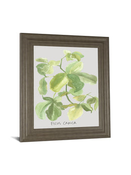 Ficus Carica By Katrien Soeffers 22X26 Framed Print