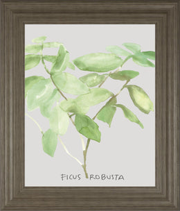 Ficus Robusta By Katrien Soeffers 22X26 Framed Print