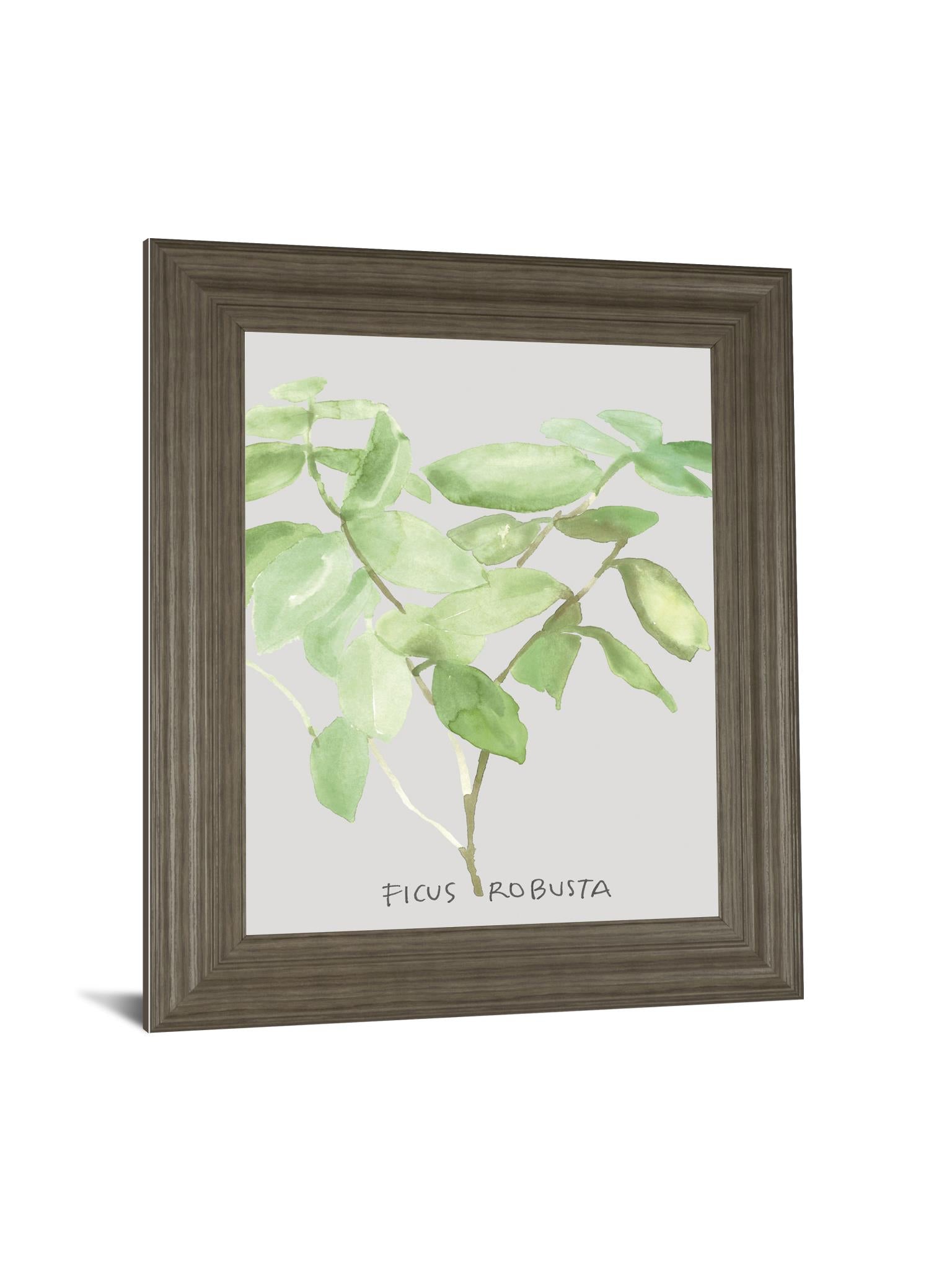 Ficus Robusta By Katrien Soeffers 22X26 Framed Print