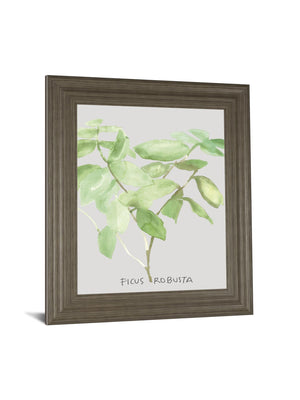 Ficus Robusta By Katrien Soeffers 22X26 Framed Print