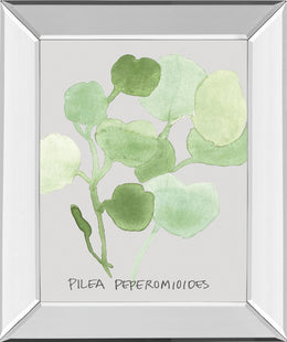Mirrored Frame Pilea Peperomioides By Katrien Soeffers 22X26 Mirror Frame Print