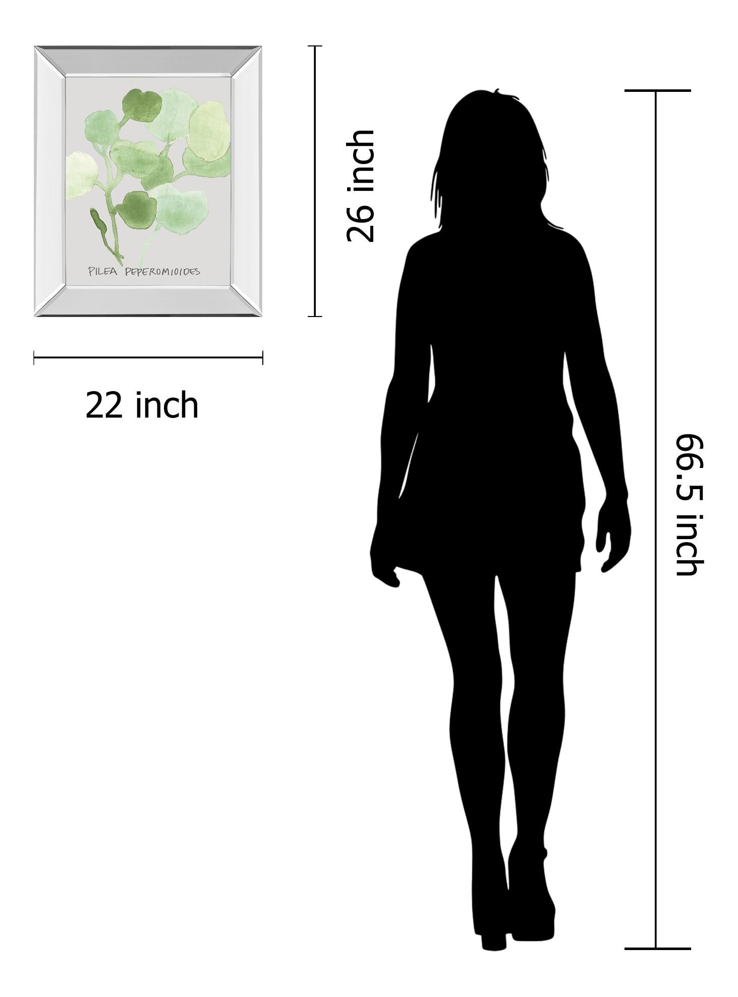 Mirrored Frame Pilea Peperomioides By Katrien Soeffers 22X26 Mirror Frame Print