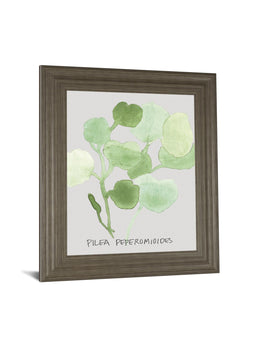 Pilea Peperomioides By Katrien Soeffers 22X26 Framed Print