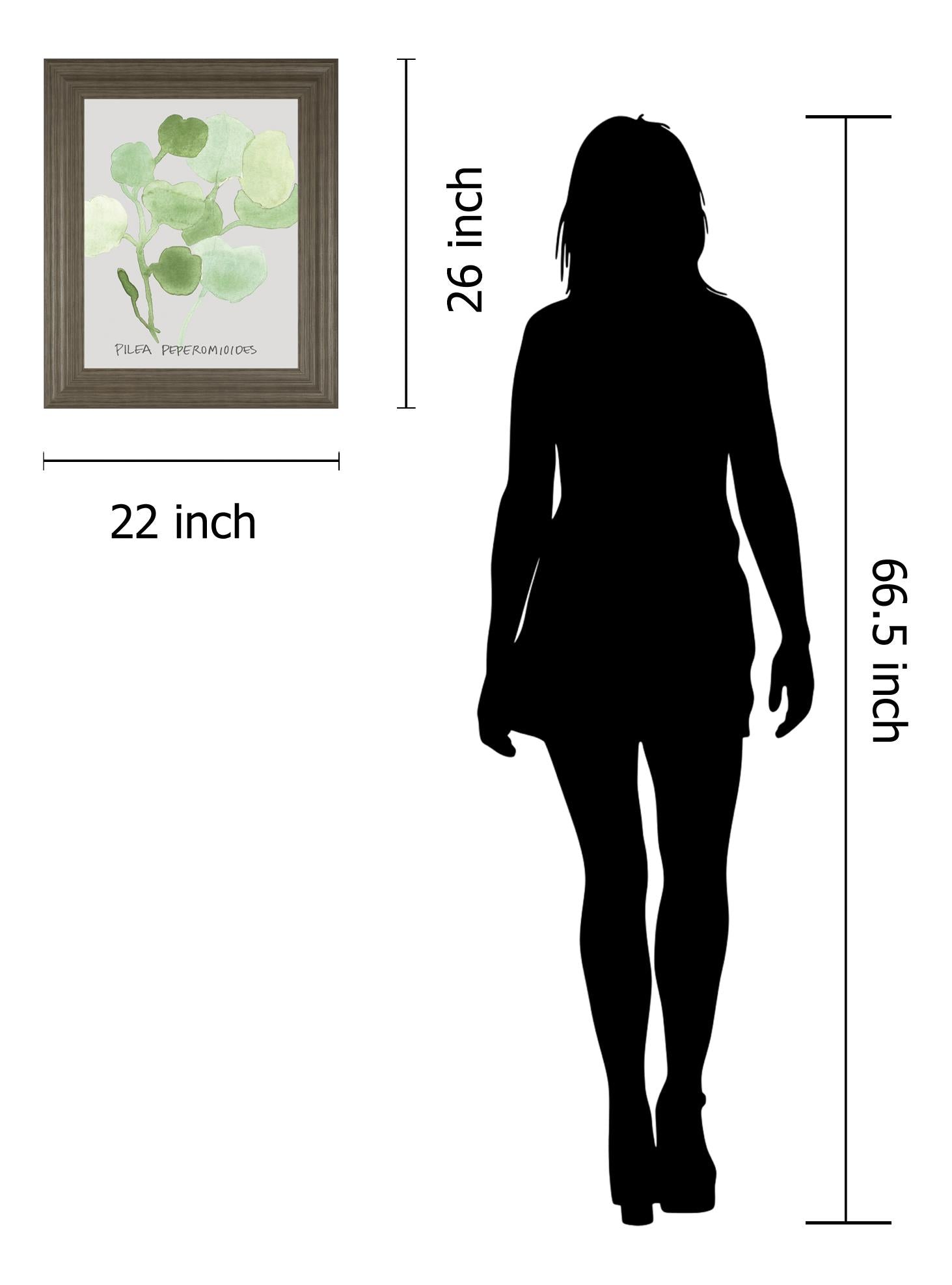 Pilea Peperomioides By Katrien Soeffers 22X26 Framed Print