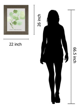 Pilea Peperomioides By Katrien Soeffers 22X26 Framed Print