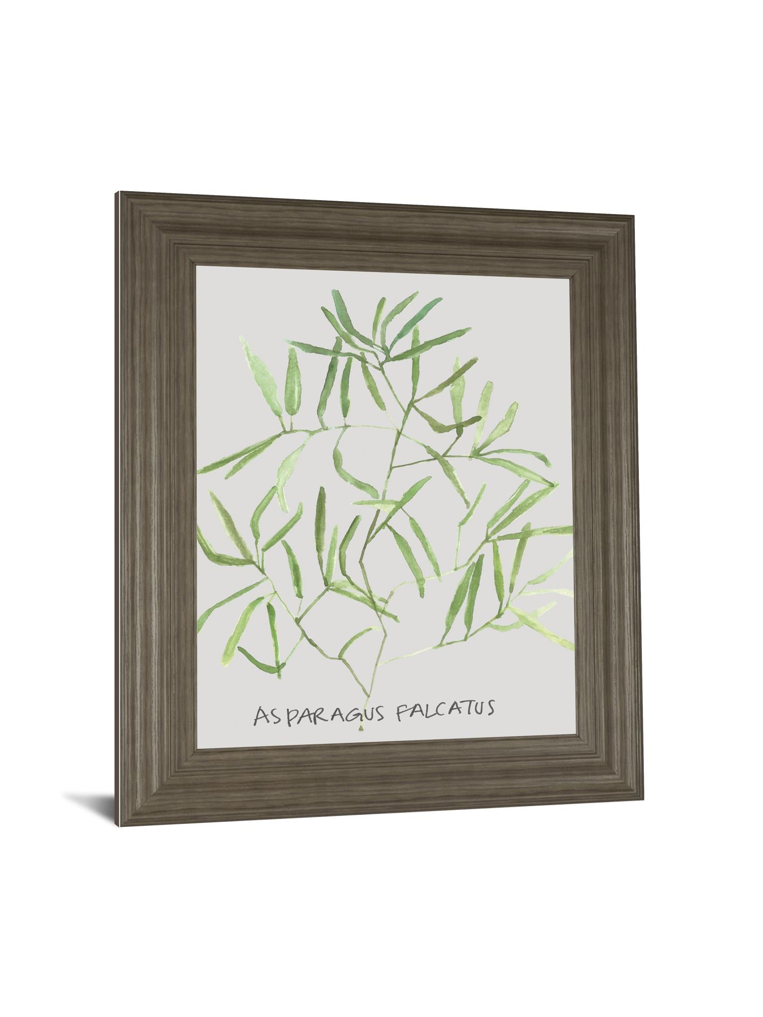 Asparogus Falcatus By Katrien Soeffers 22X26 Framed Print