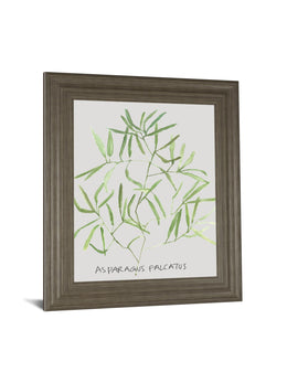 Asparogus Falcatus By Katrien Soeffers 22X26 Framed Print