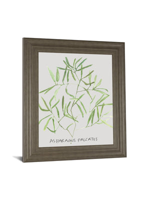 Asparogus Falcatus By Katrien Soeffers 22X26 Framed Print