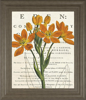 Eurphoria Botany By Sue Schlabach 22X26 Framed Print