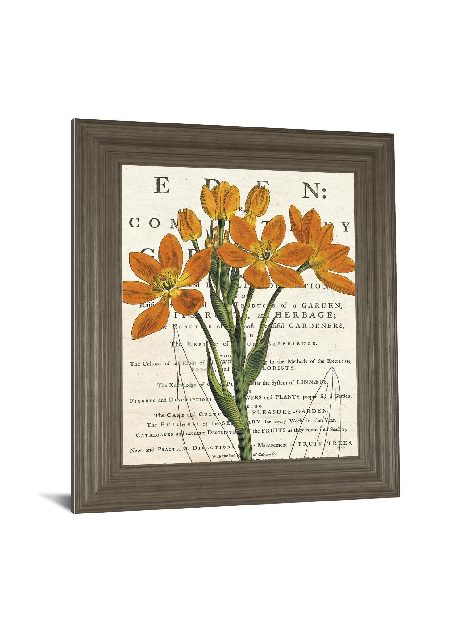 Eurphoria Botany By Sue Schlabach 22X26 Framed Print
